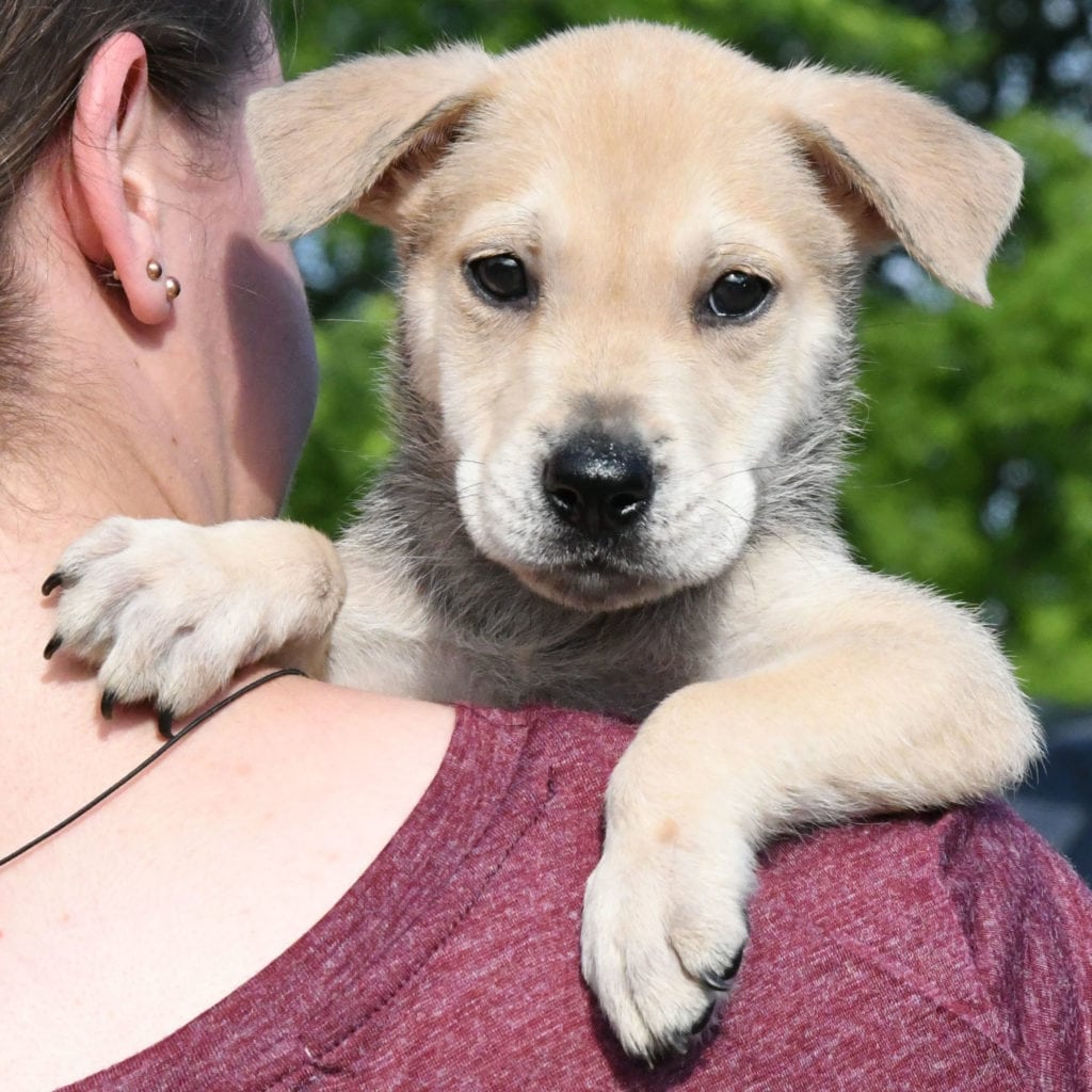 Casper - Animal House Shelter