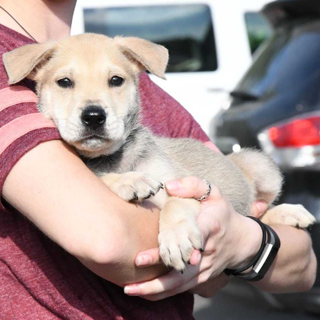 Casper - Animal House Shelter