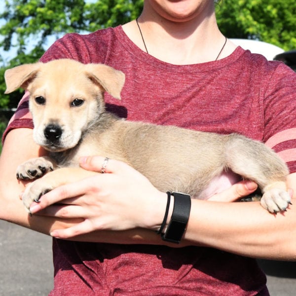 Casper - Animal House Shelter