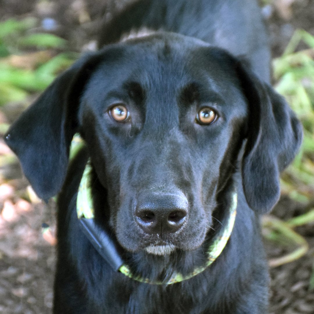 Seth - Animal House Shelter