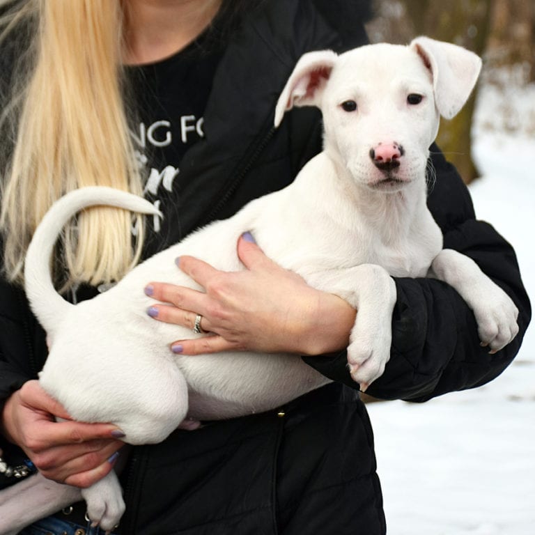 Casper - Animal House Shelter