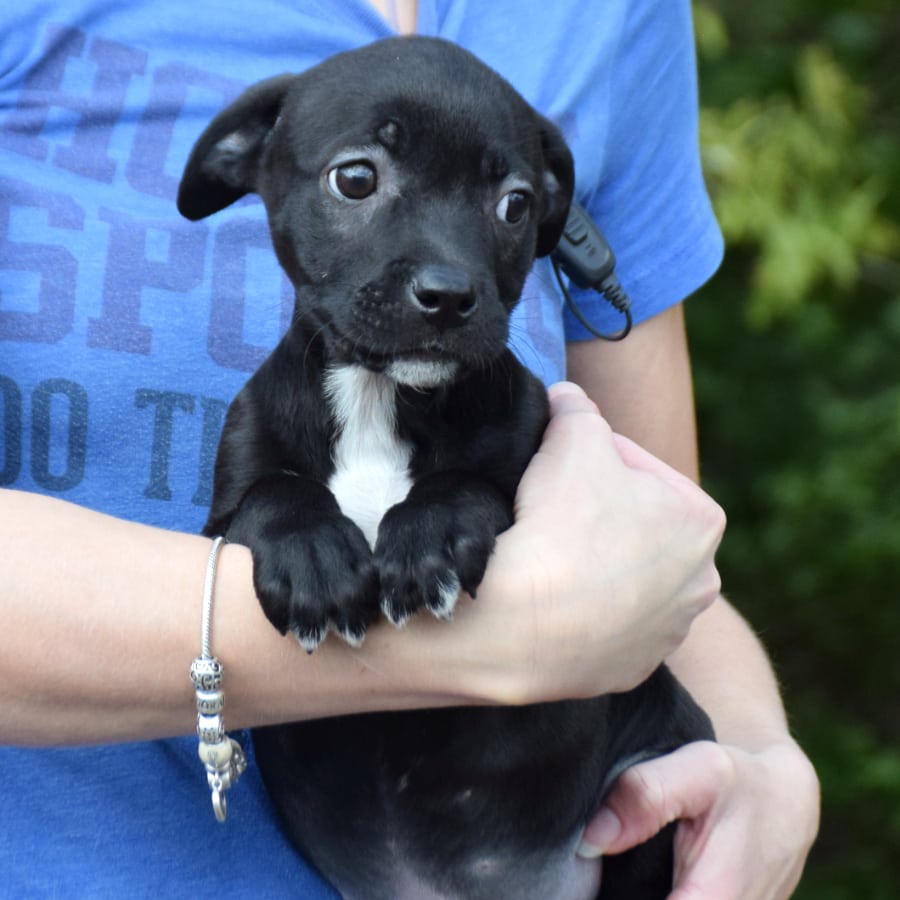 Jackson - Animal House Shelter