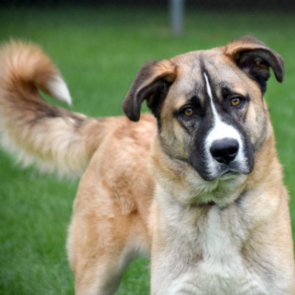 Anatolian shepherd store saint bernard mix