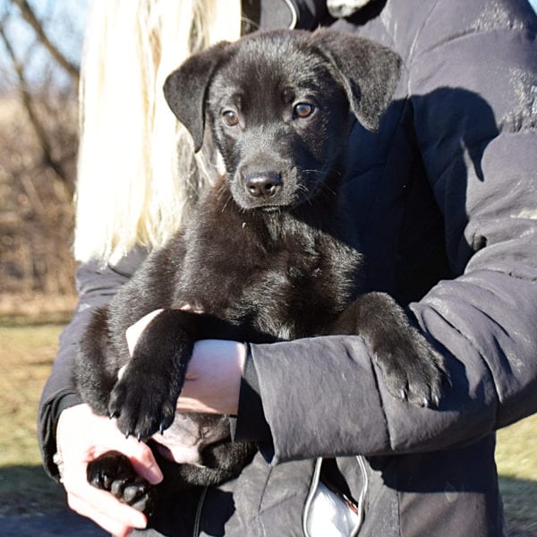 butler county animal shelter