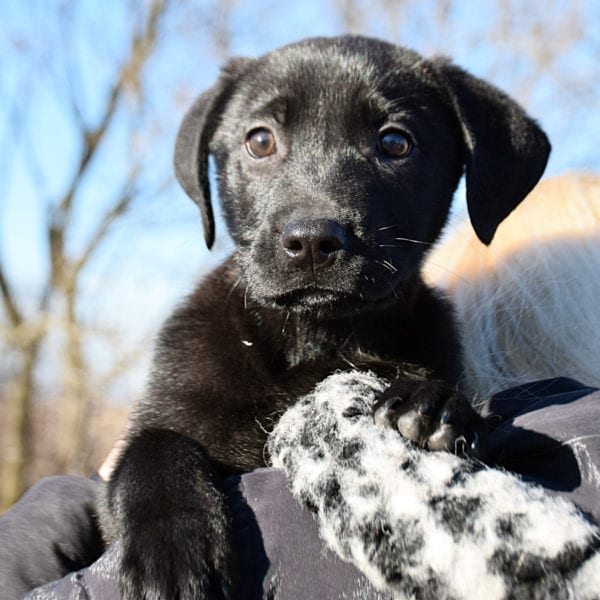 butler county animal shelter