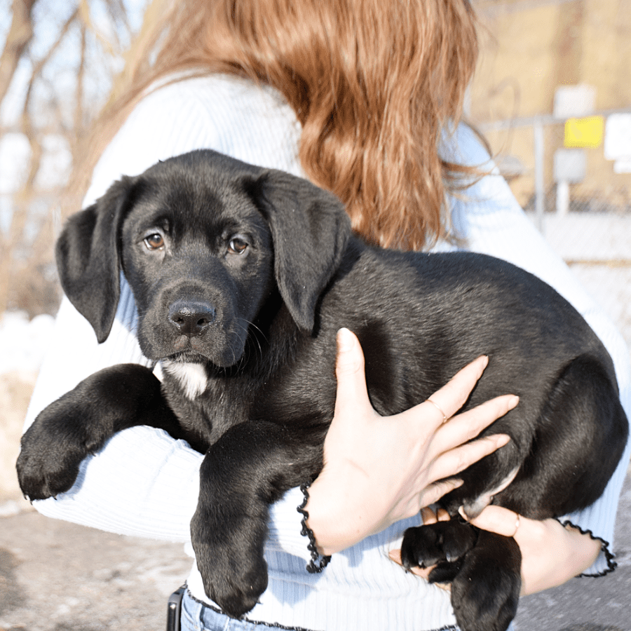 Bluto Animal House Shelter