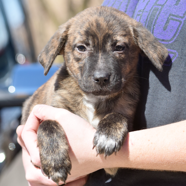 Lacey - Animal House Shelter