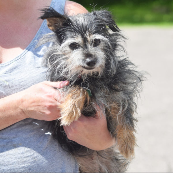 wire hair terrier yorkie mix