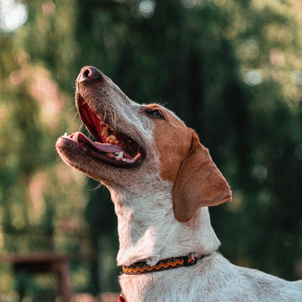 why do dogs have whiskers under their chin