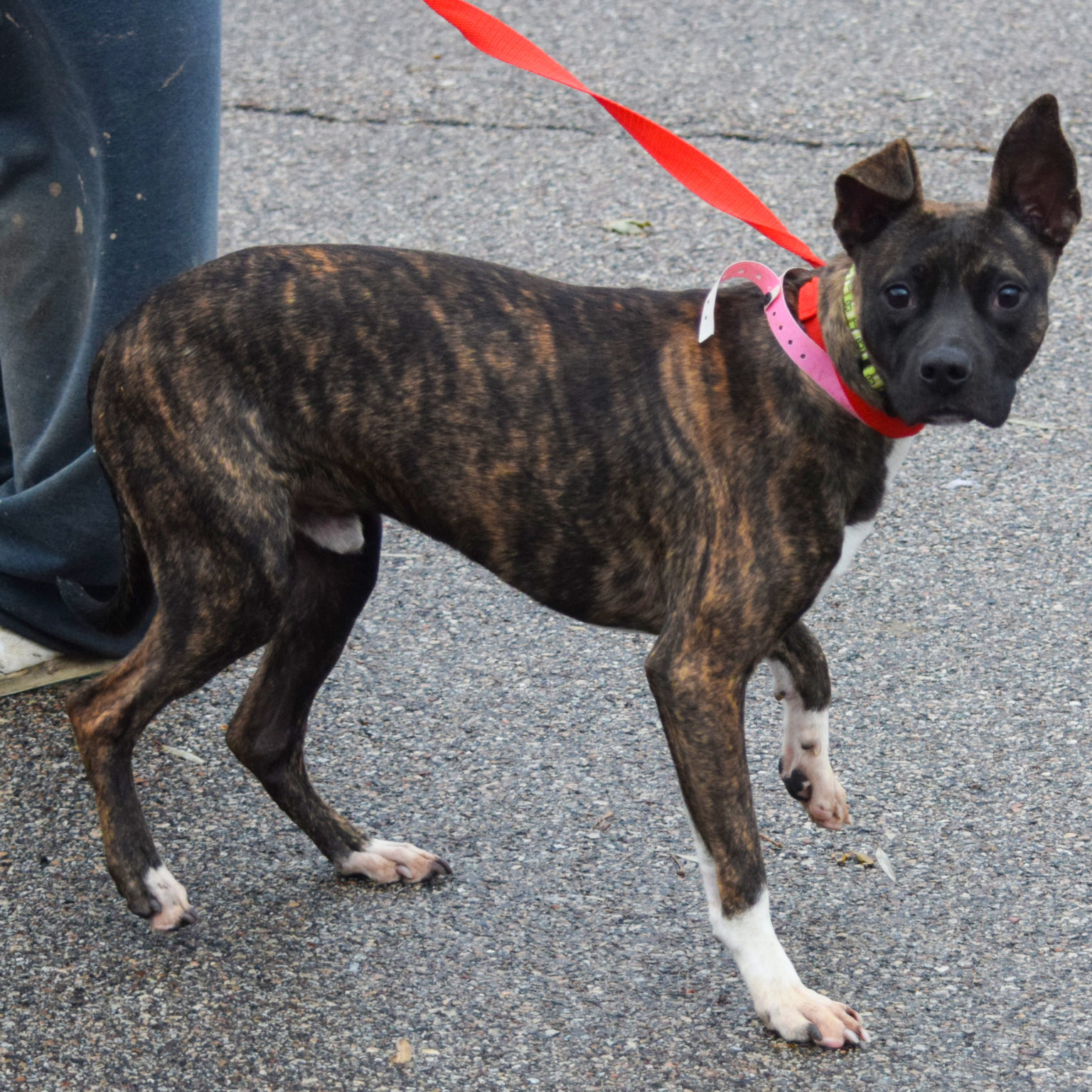 Flint Animal House Shelter