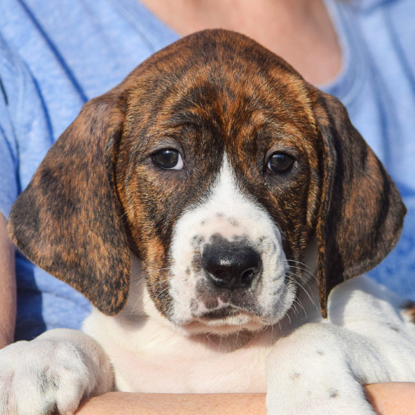 Animal house sales shelter dogs