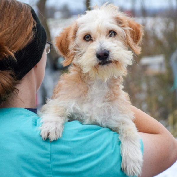 Murphy - Animal House Shelter