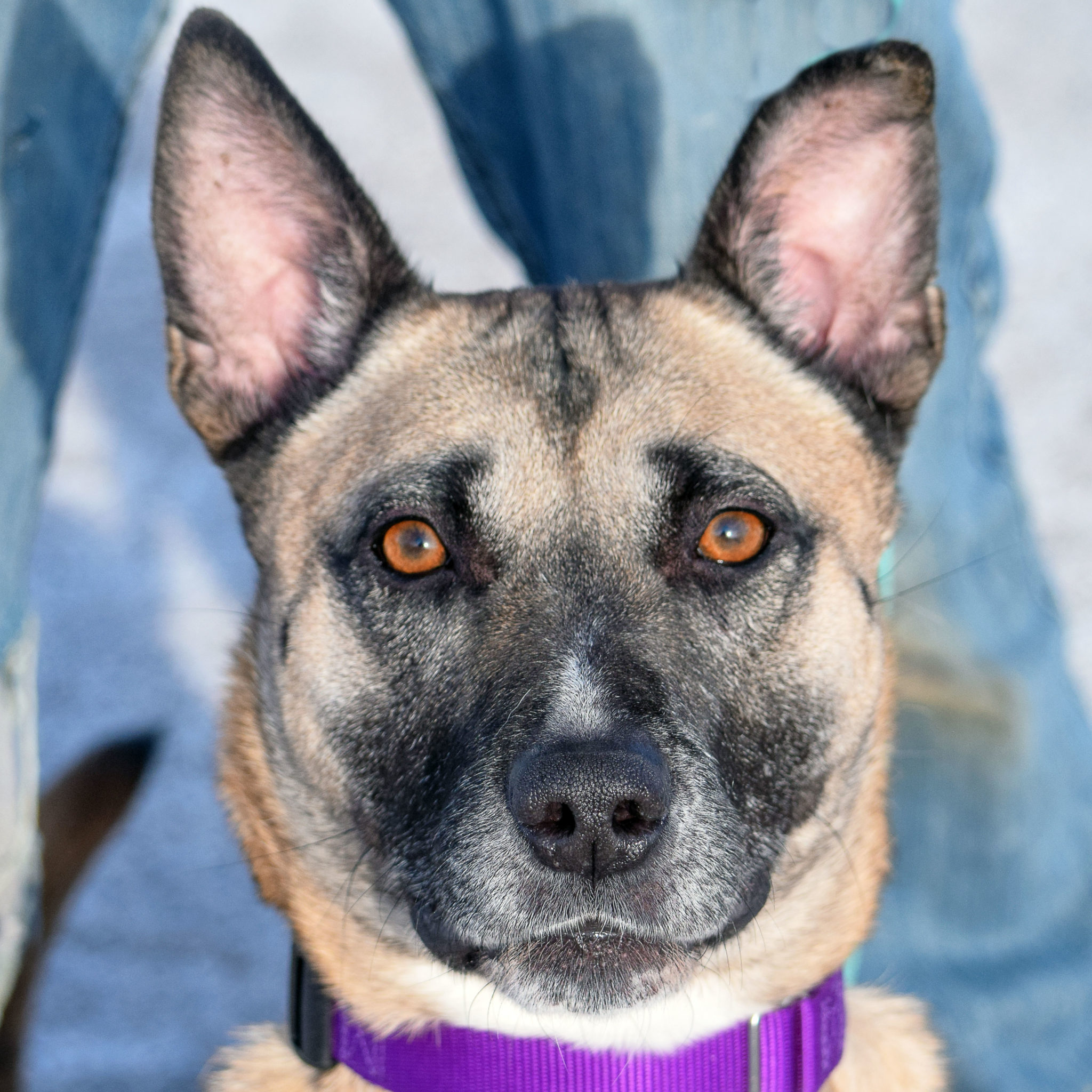 Yale - Animal House Shelter