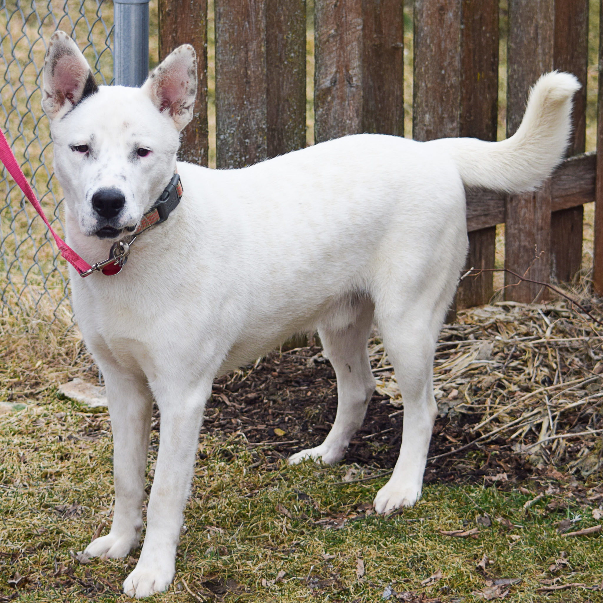 Casper - Animal House Shelter