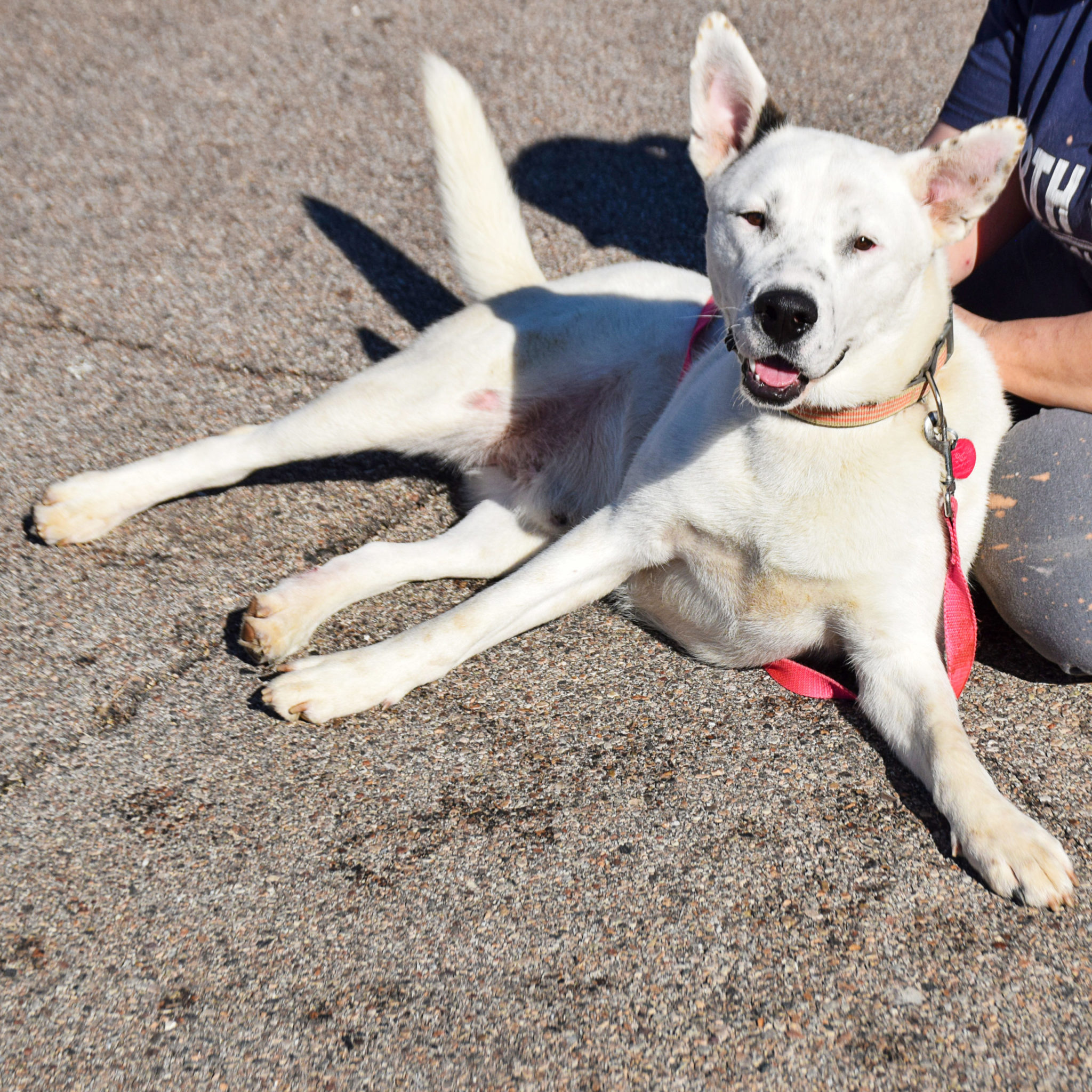 Casper - Animal House Shelter