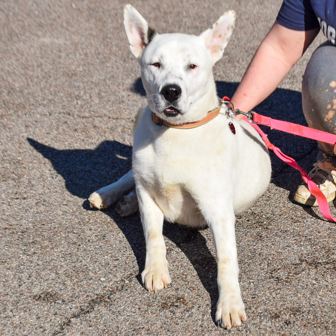 Casper - Animal House Shelter