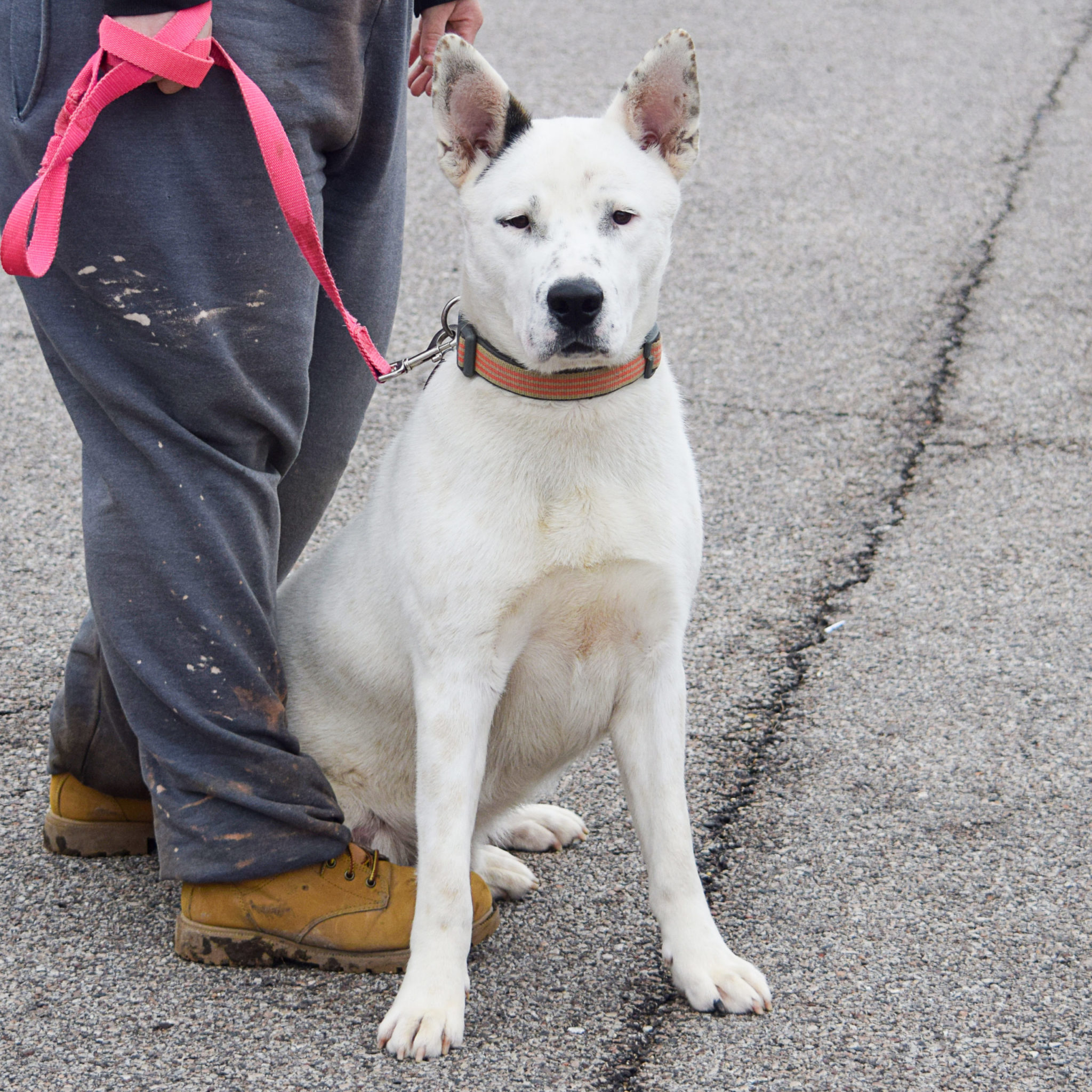 Casper - Animal House Shelter