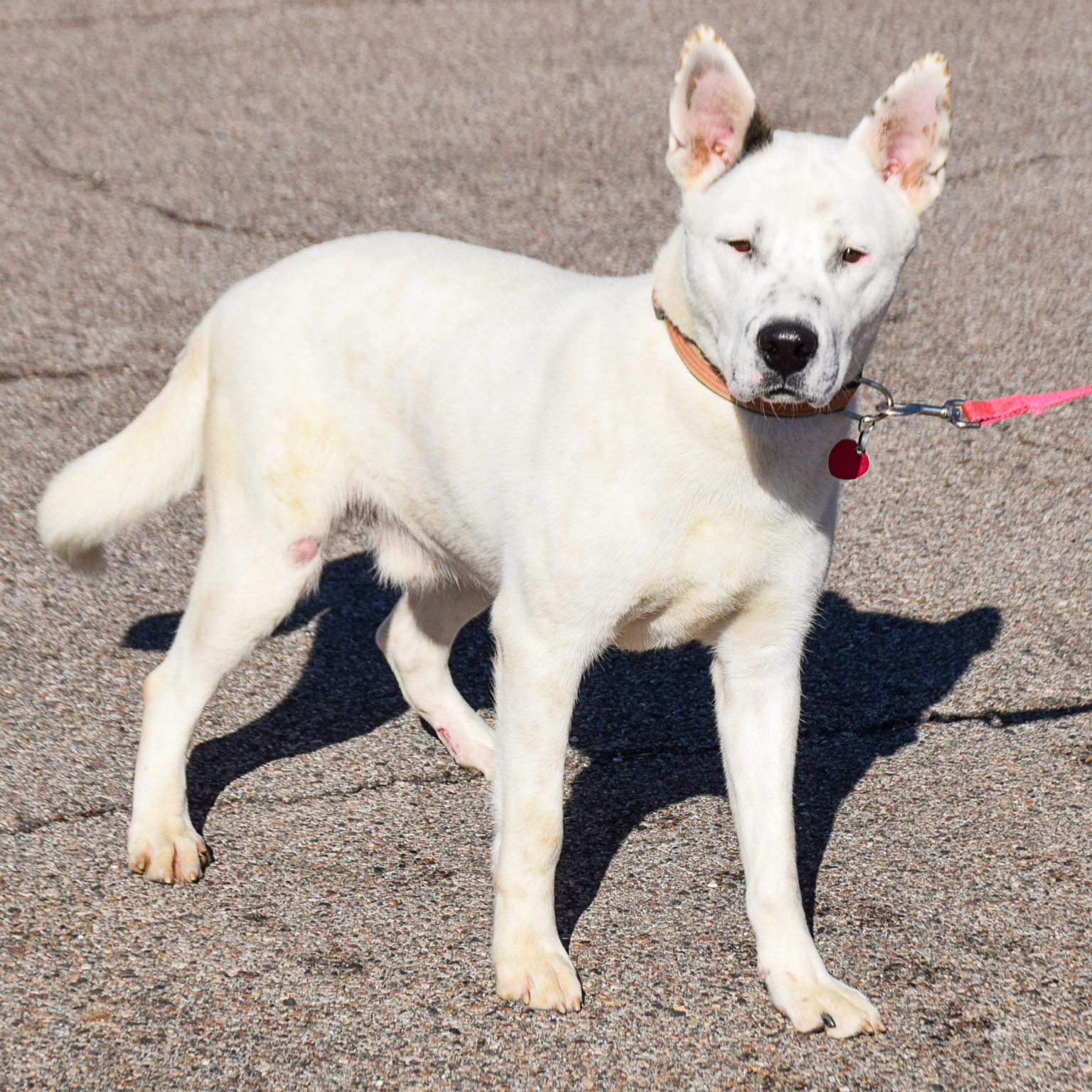 Casper - Animal House Shelter