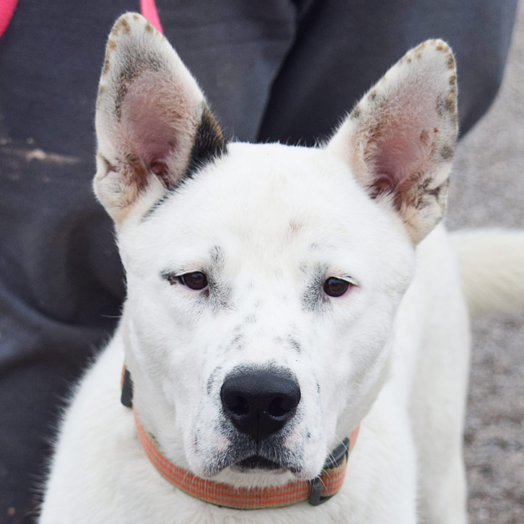 Casper - Animal House Shelter