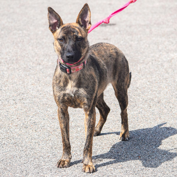 Brindle kelpie best sale