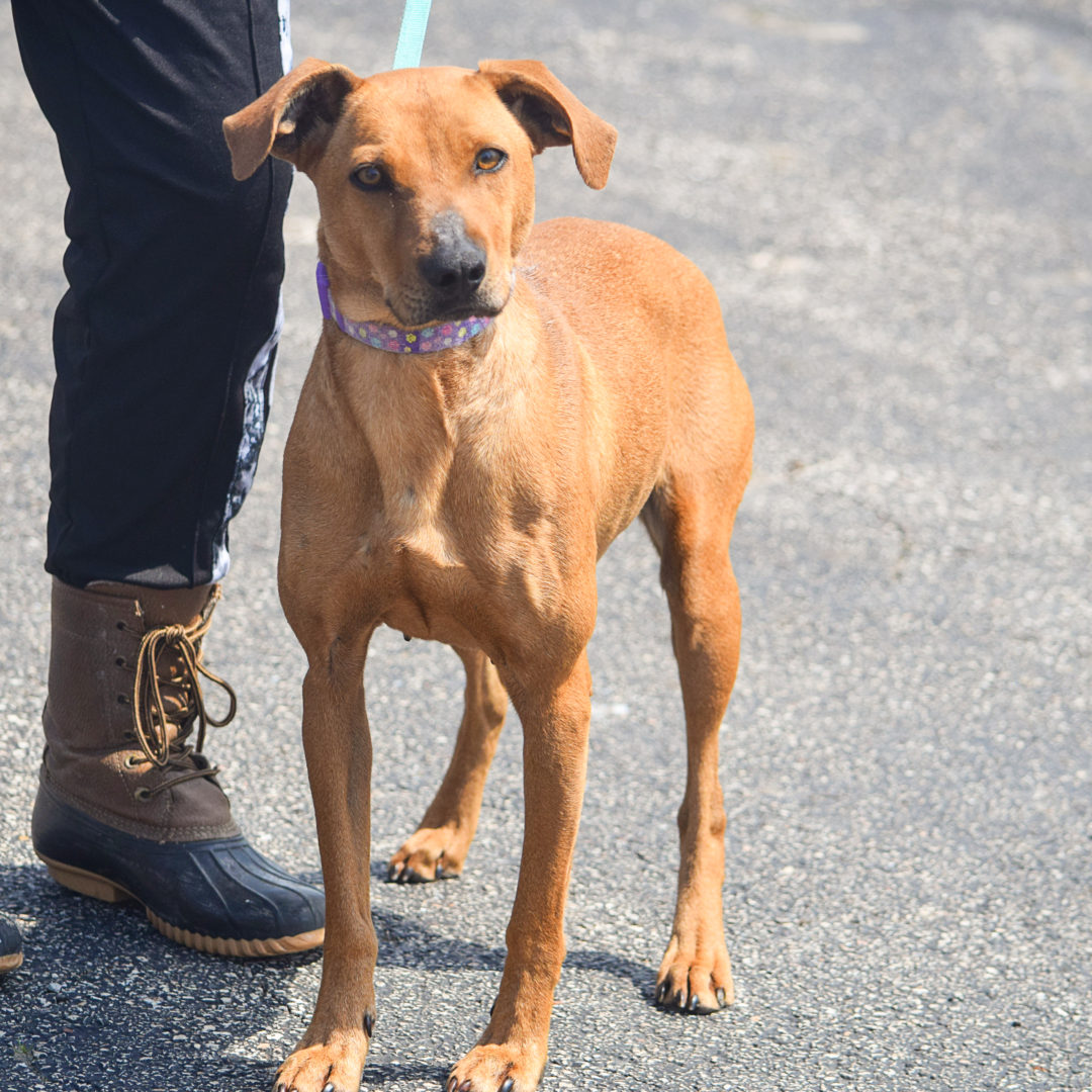 dog shelter charlotte nc