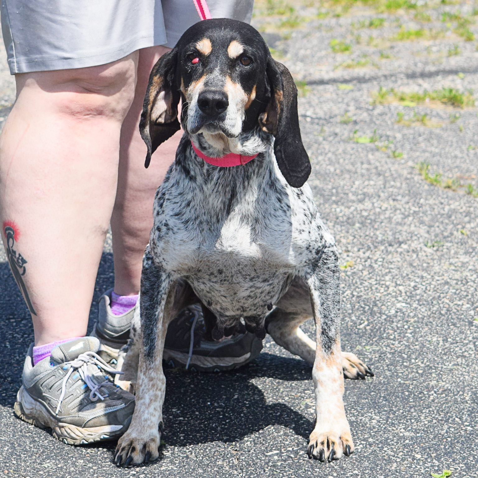 Dixie - Animal House Shelter