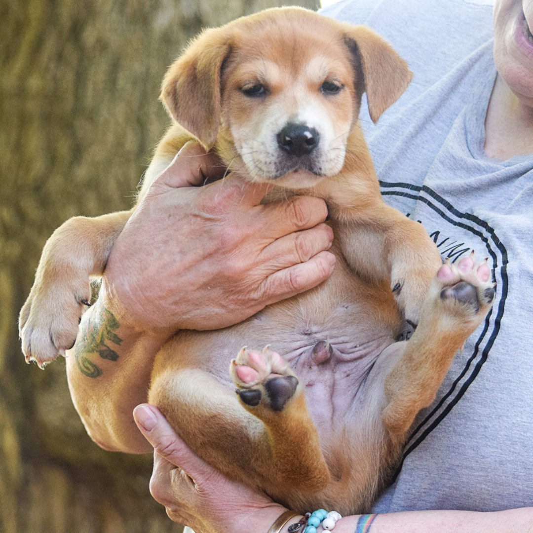 Berlin Animal House Shelter