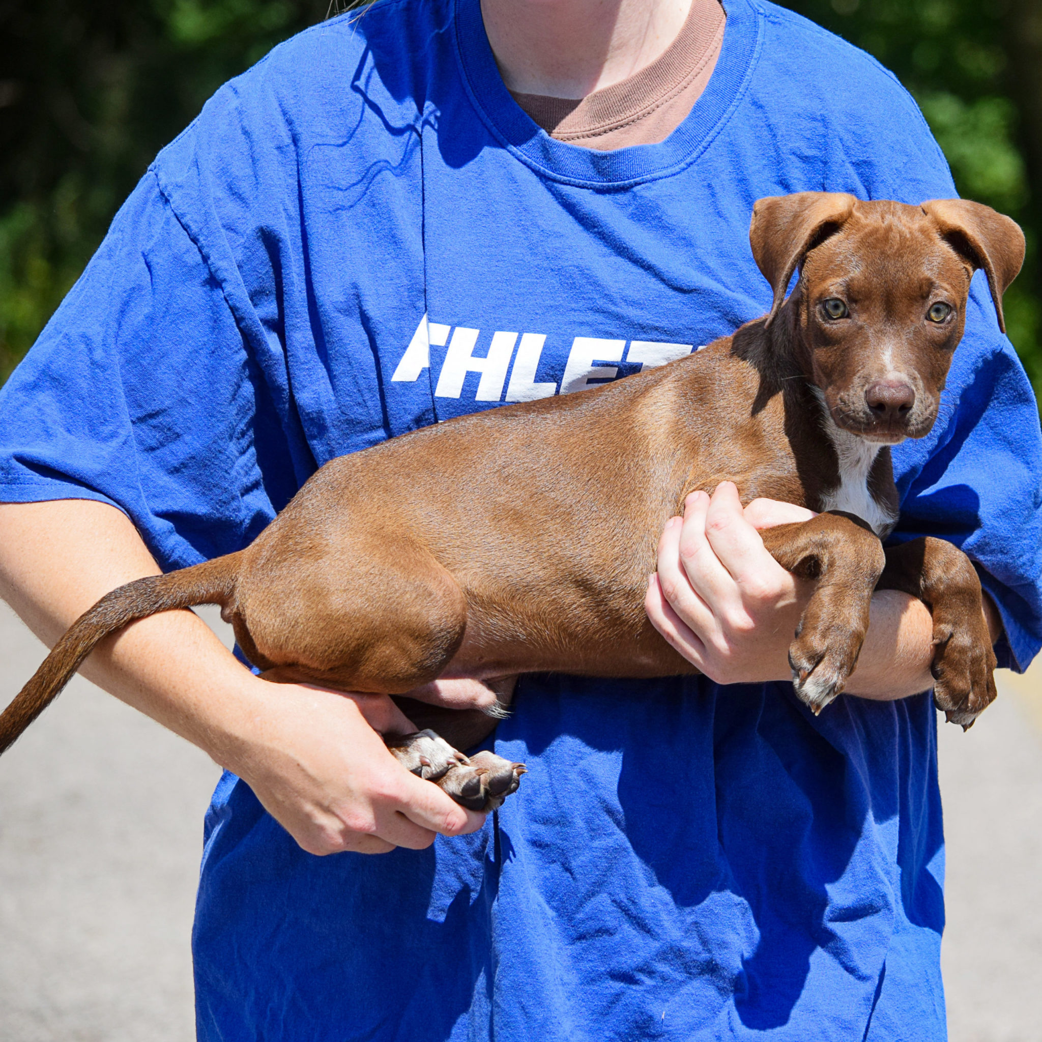 Perry - Animal House Shelter