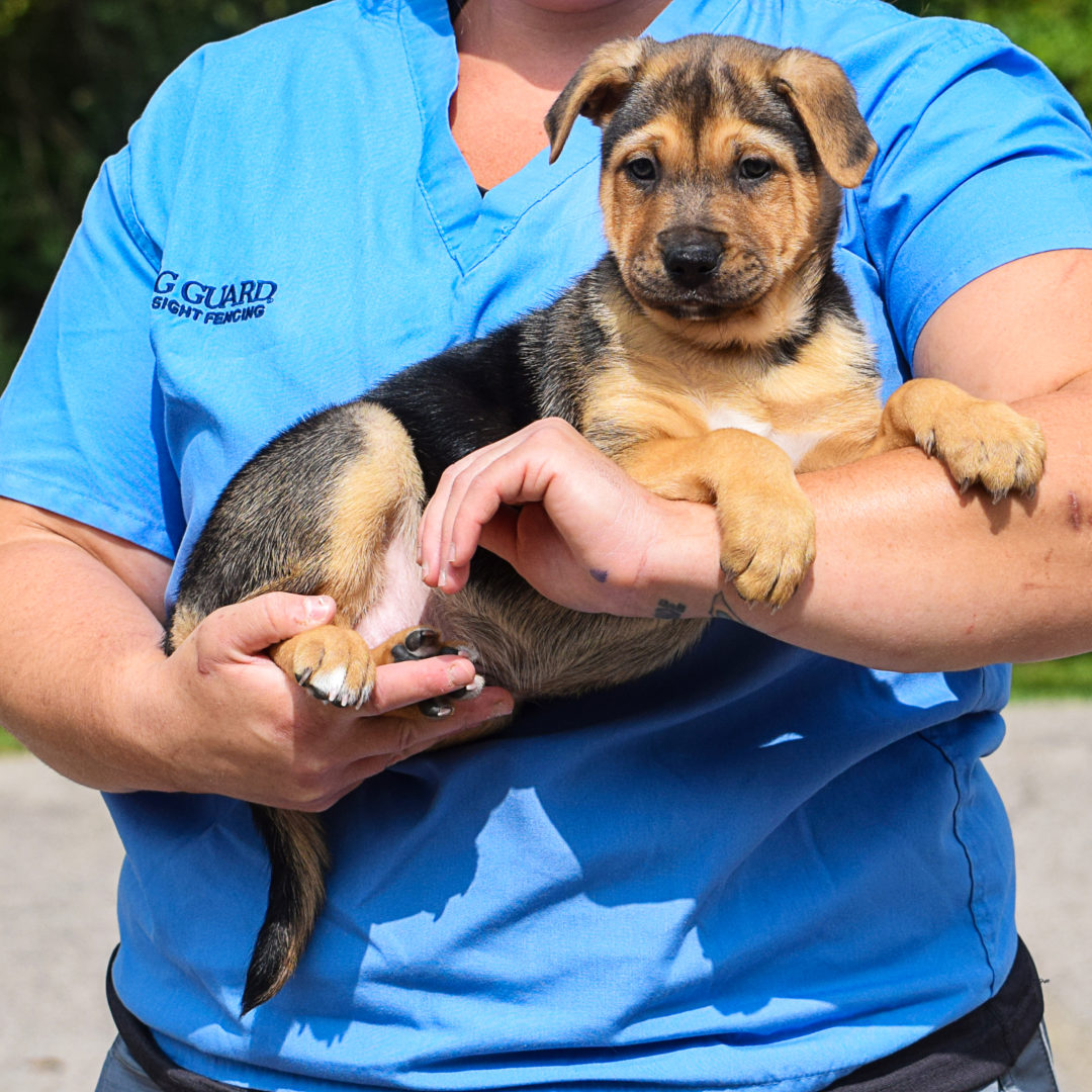 Boone Animal House Shelter