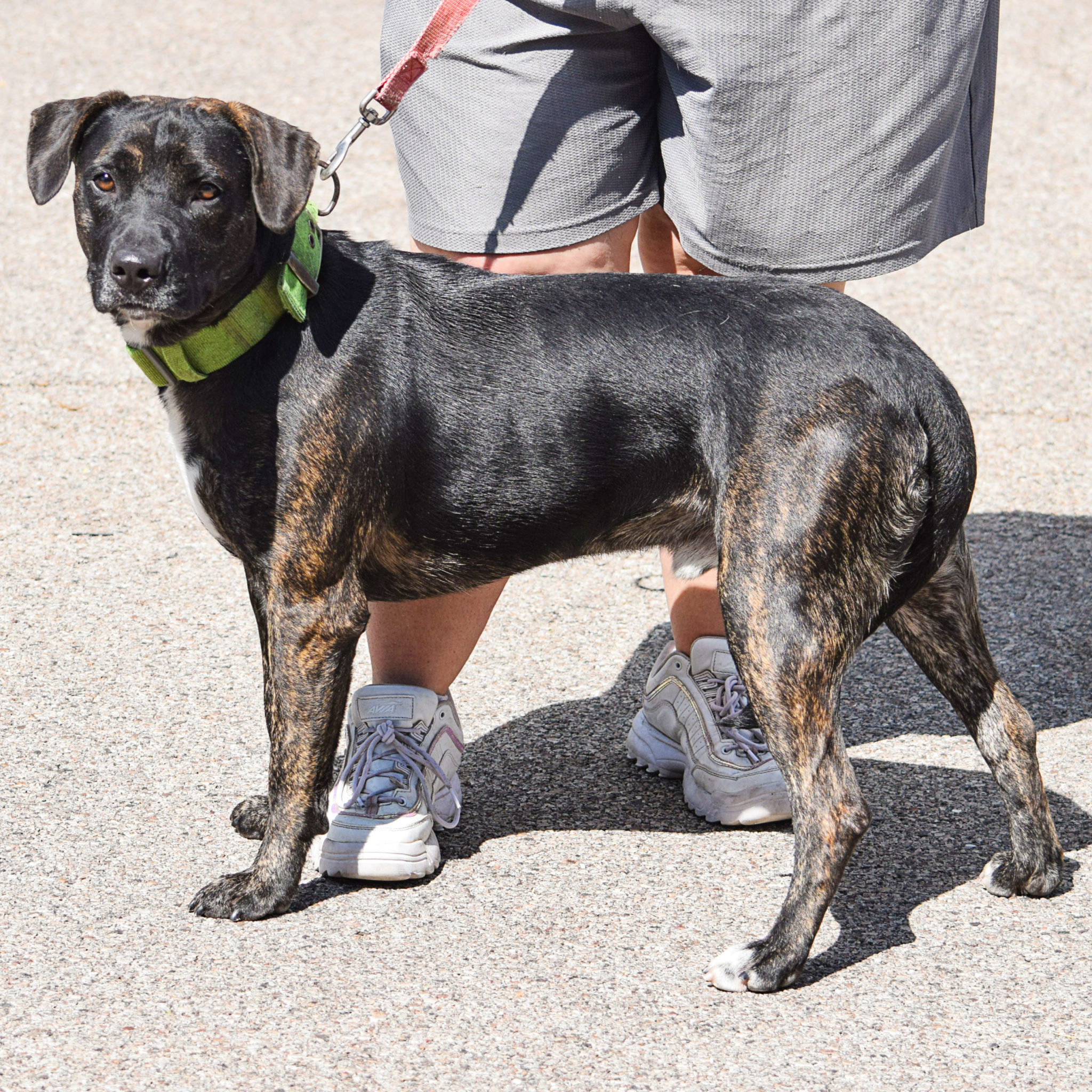 Bradley Animal House Shelter