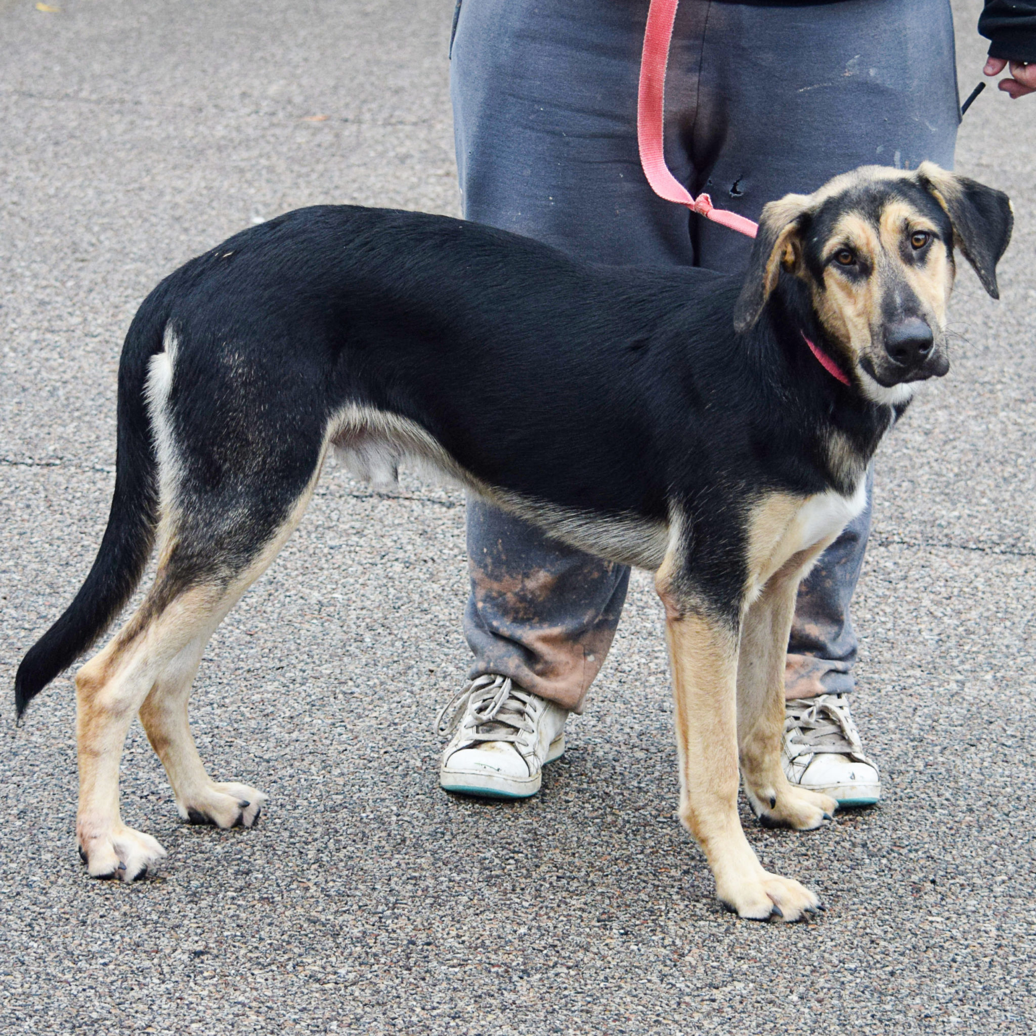 Israel - Animal House Shelter