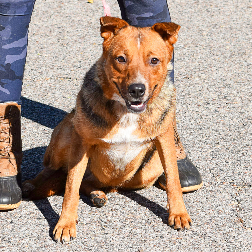 Nola - Animal House Shelter