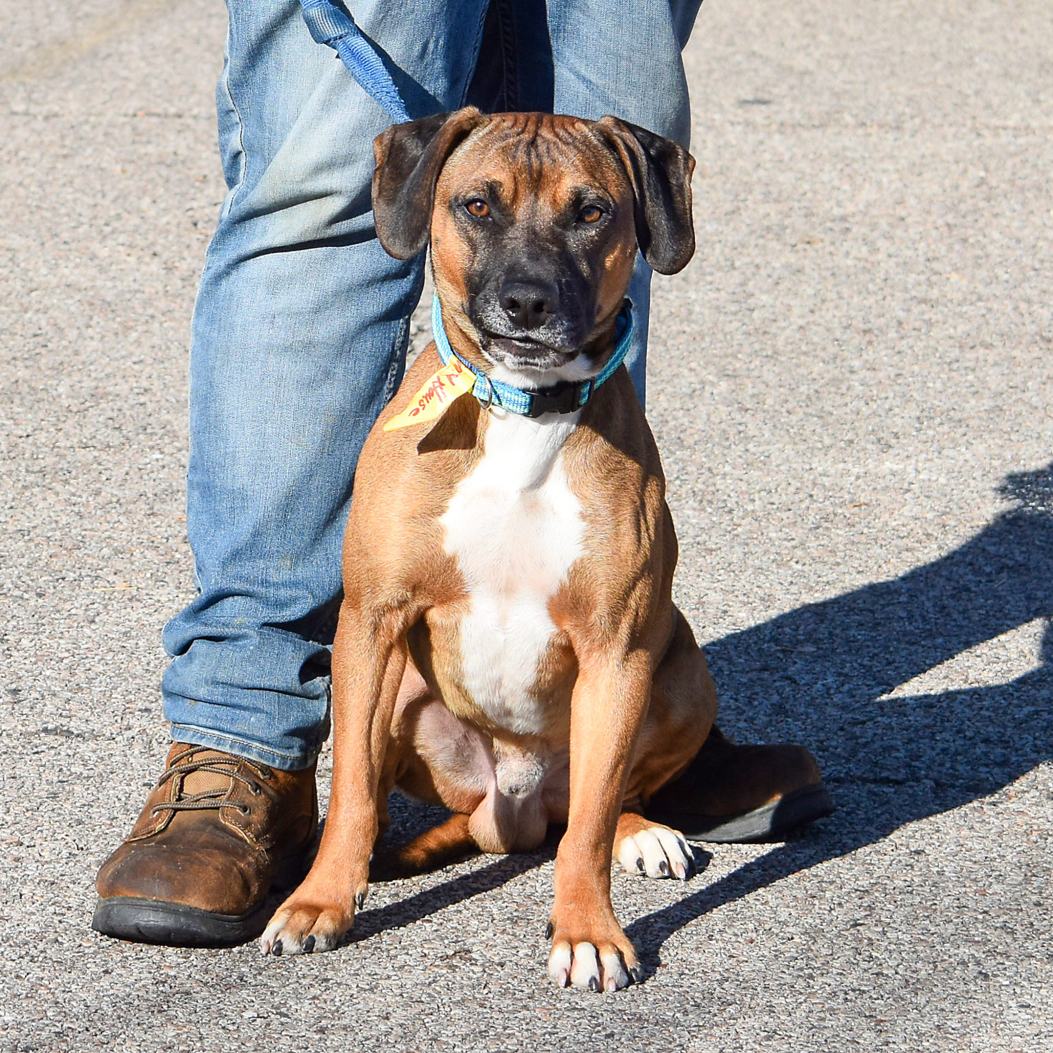 Murphy - Animal House Shelter