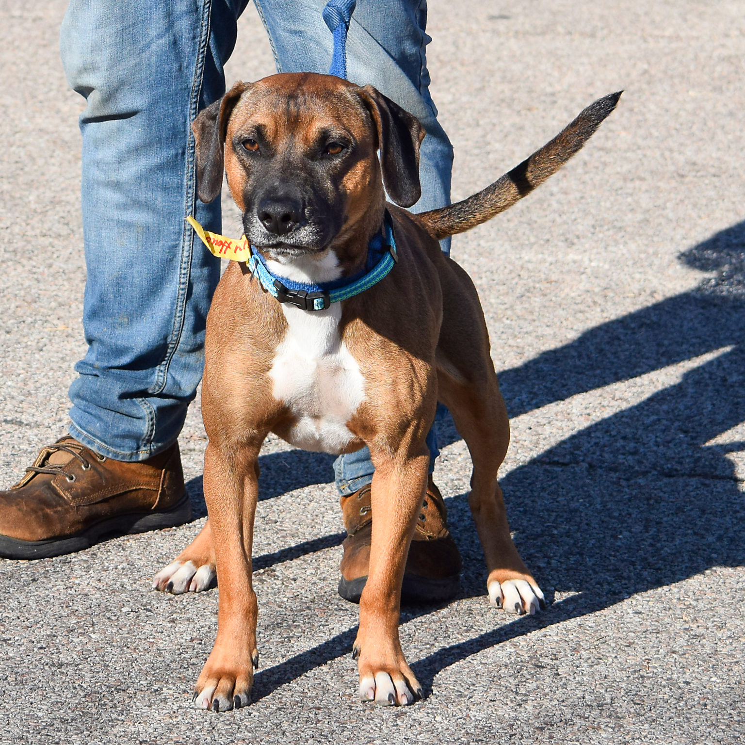 Murphy - Animal House Shelter