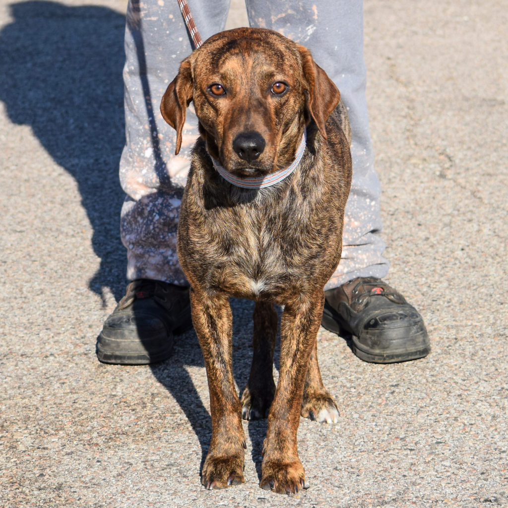 Plank - Animal House Shelter