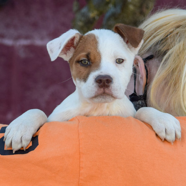 Dartmouth - Animal House Shelter