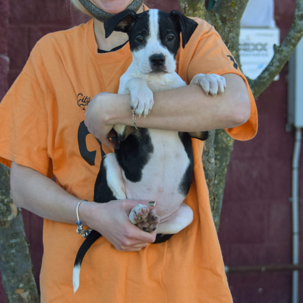 Harvard - Animal House Shelter