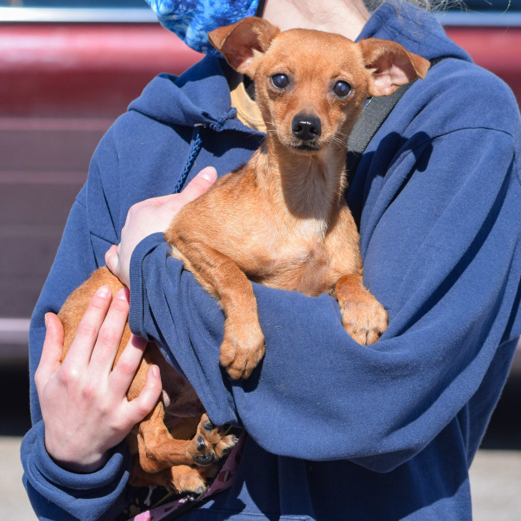 Raleigh - Animal House Shelter