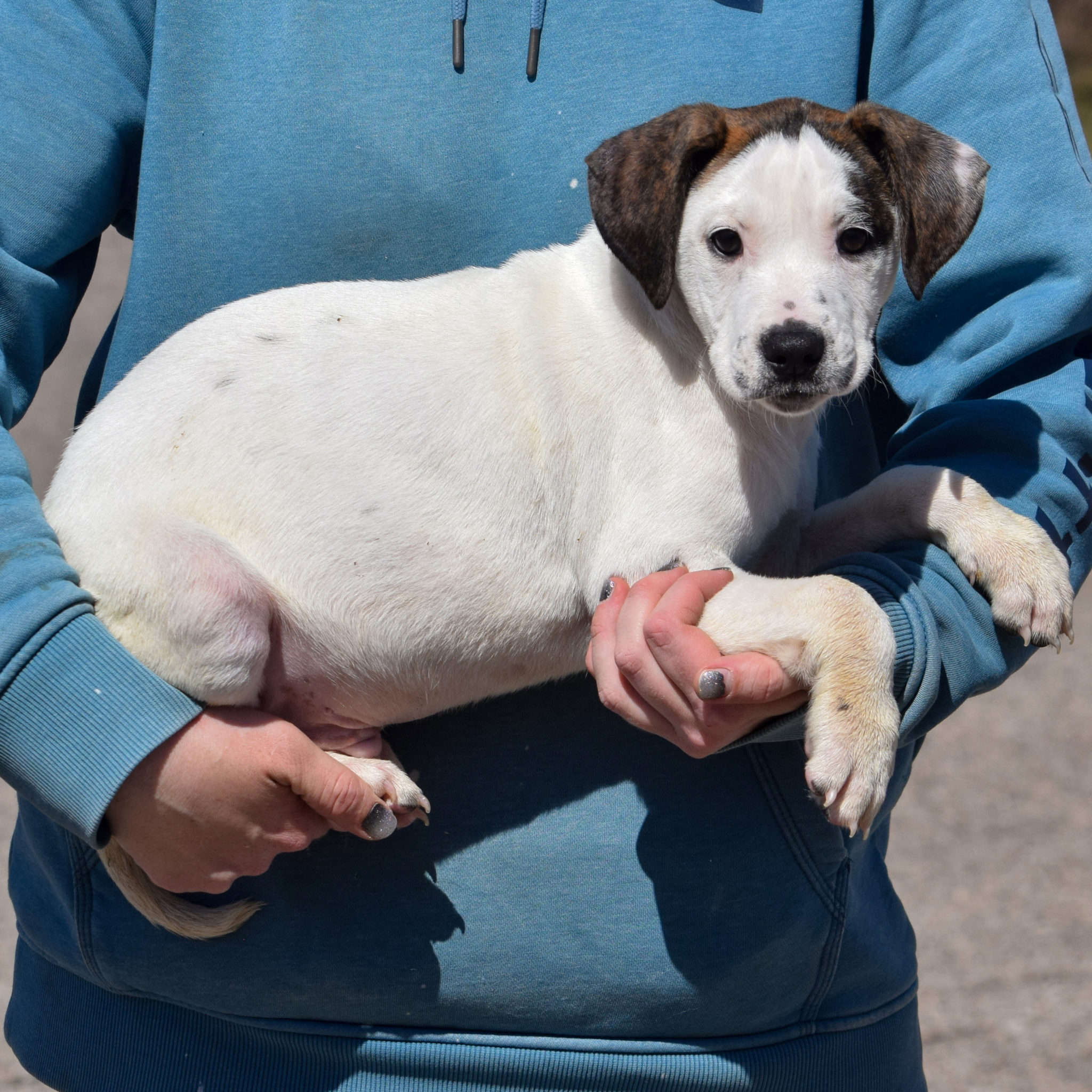 Andy | Animal House Shelter