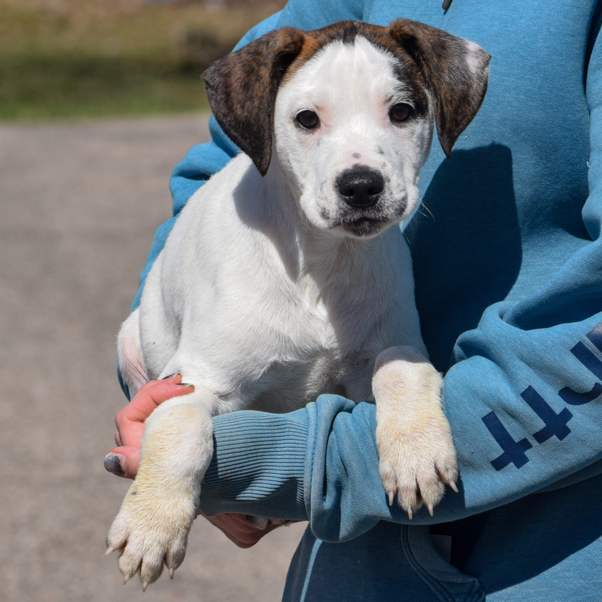 Andy | Animal House Shelter