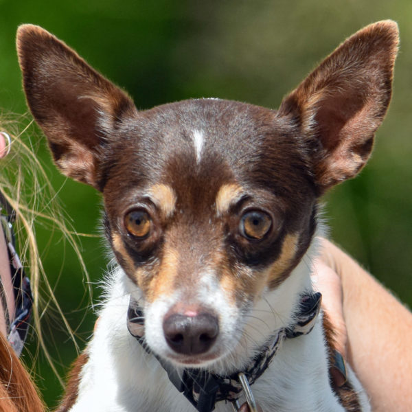 Baxter - Animal House Shelter