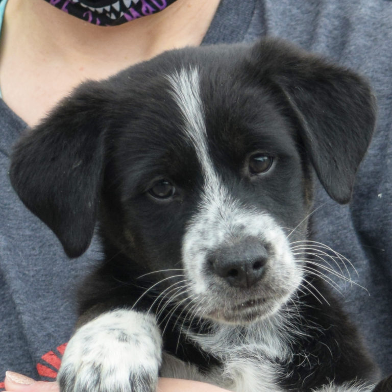 Billings - Animal House Shelter