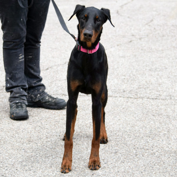 Hoyt dobermans hot sale