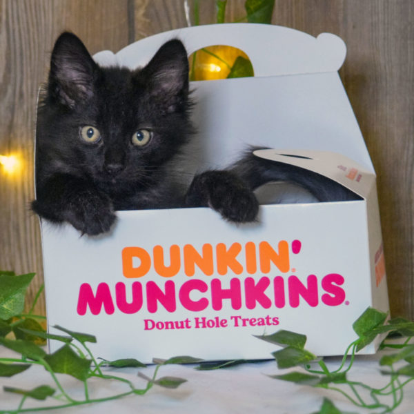 dunkin donuts cat