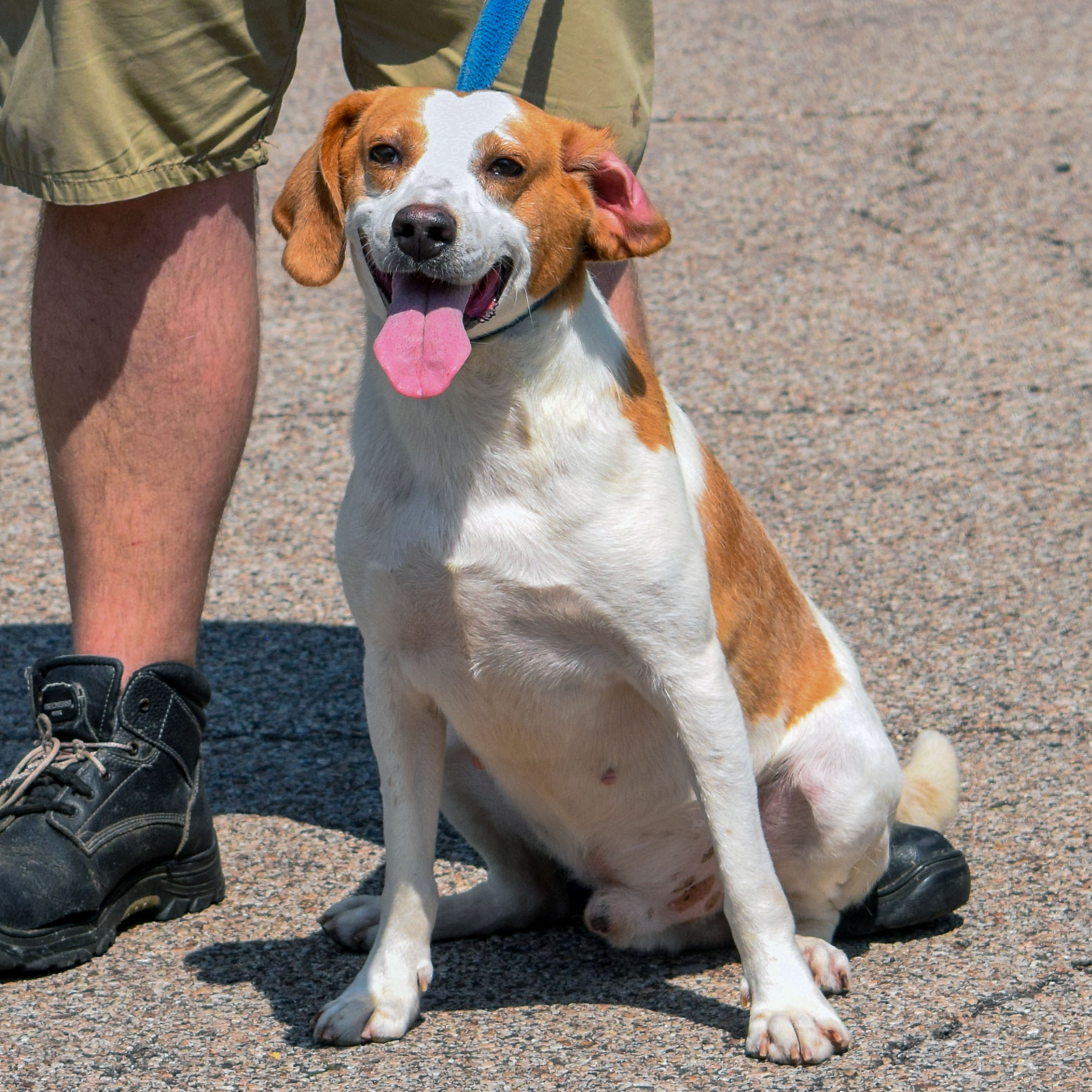 Jefferson - Animal House Shelter