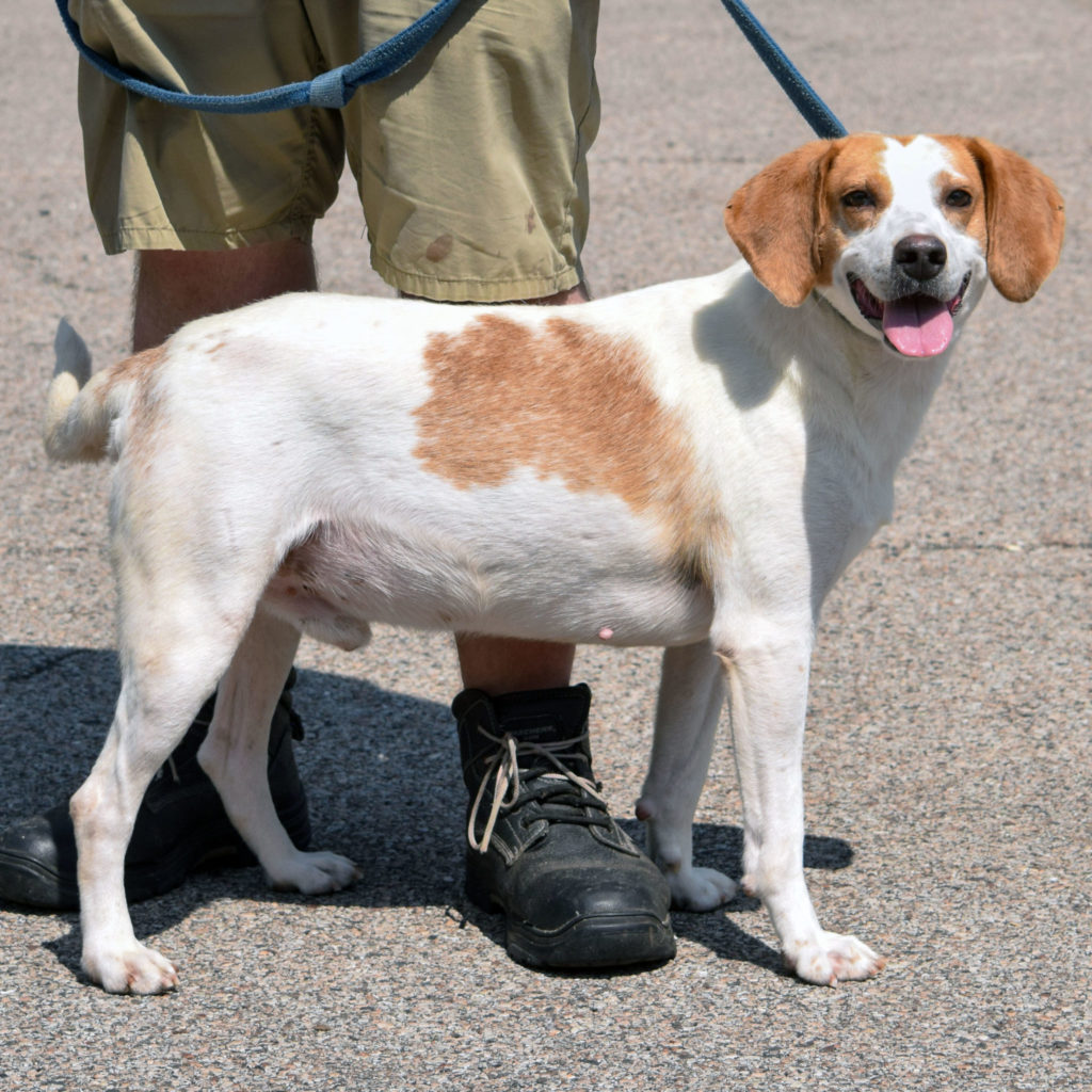 Jefferson - Animal House Shelter