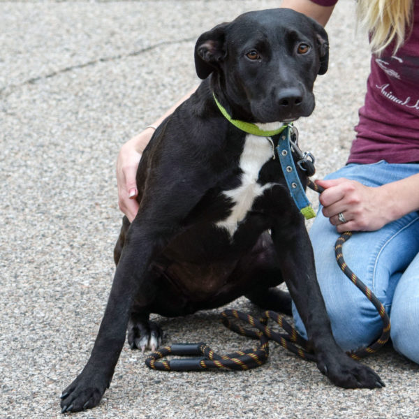 Shirley Animal House Shelter