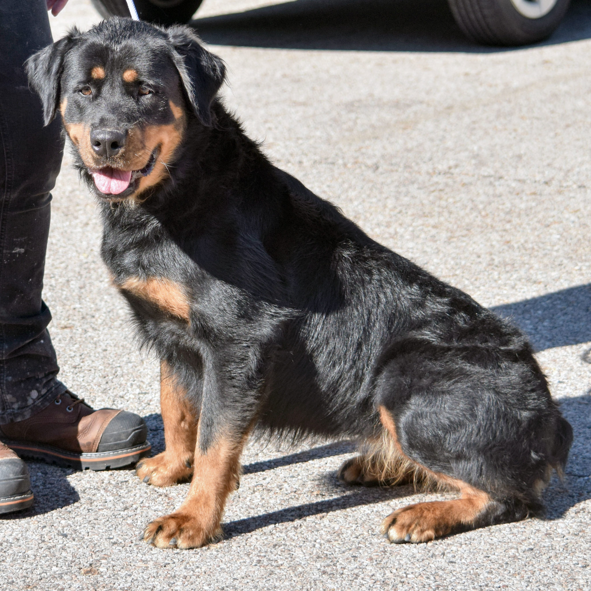 Isabella - Animal House Shelter