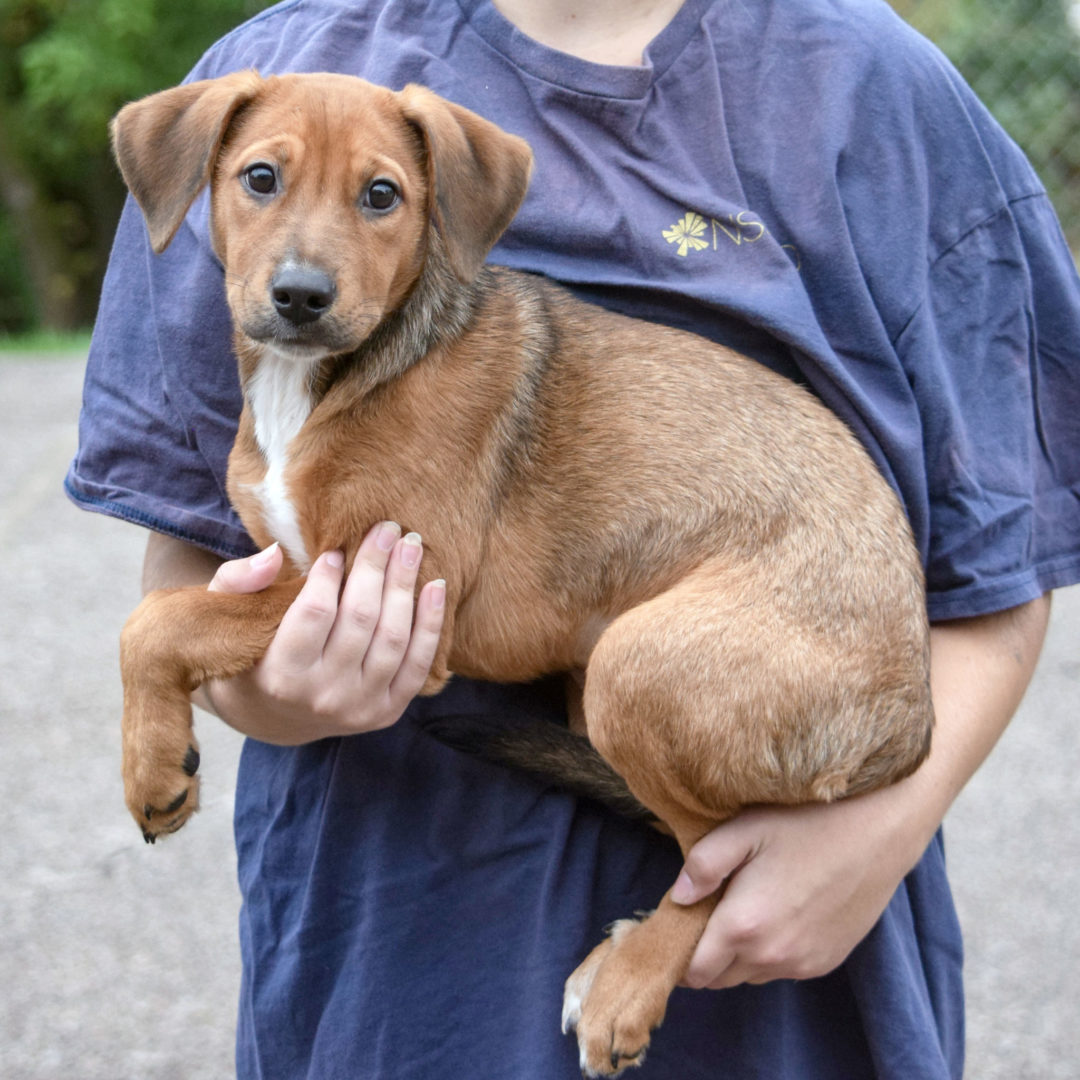 Nashville - Animal House Shelter