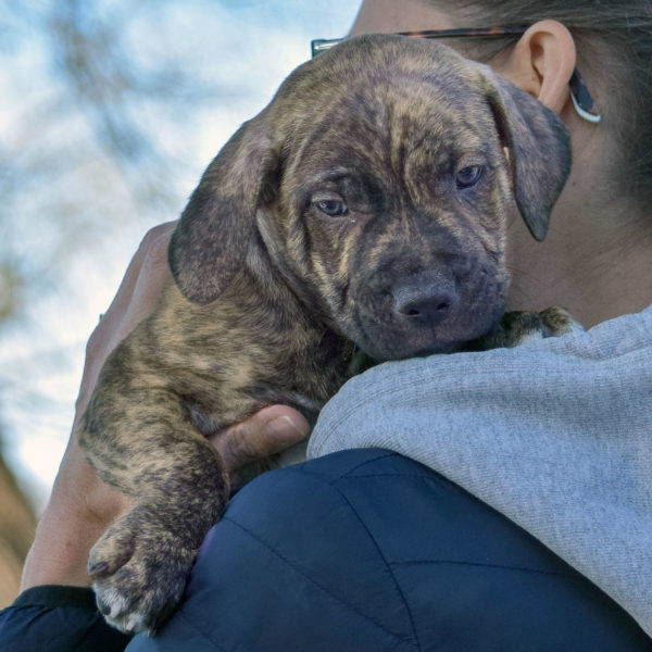 berlin-animal-house-shelter